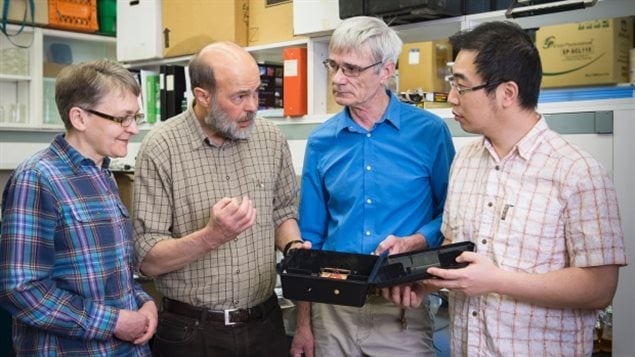 Simon Fraser University researchers (left to right) Regine Gries, Gerhard Gries, Stephen Takács and Huimin Zhai have developed a new, highly effective rat trap model baited with the scents of a male rat and tasty snacks, along with the cries of baby rats. 