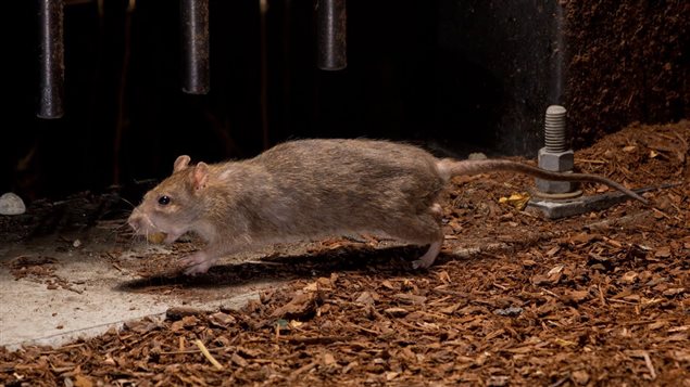 The brown rat, or Norway rat, is the most successful species on Earth, second only to humans. They are intelligent and pass along learned lessons from human traps, making itdifficult to fool them into a trap. New research may have overcome their resistance, and has proved ten times more effective at catching them compared to conventional traps