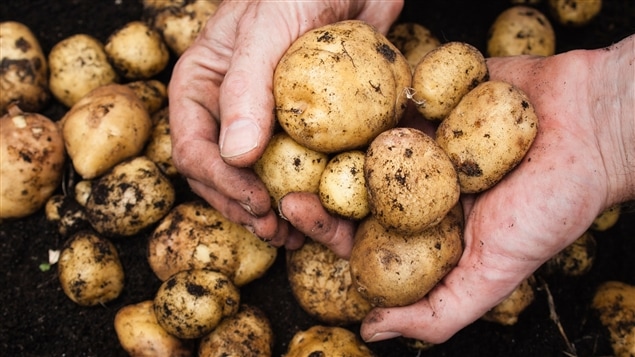 Pommes de terre