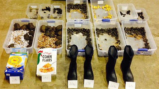 The 51 turtles and other items seized from Kai Xu in 2014.