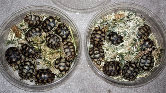 At least one turtle smuggler will spend the next few years in jail for illegal trade in turtles, an international trade worth billions a year.