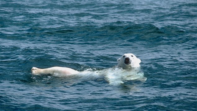 Un ours polaire nage dans l’océan Arctique 