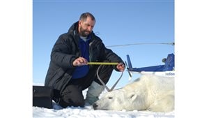 Professor A.E. Derocher taking measurements from a polar bear in the Beaufort Sea near Tuktoyaktuk, NWT, Canada April 25, 2009.