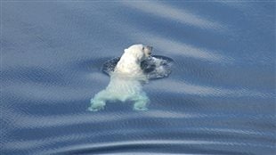 Polar bear swimming in the Beaufort Sea, near Tuktoyaktuk, NWT, Canada April 27, 2009. The bears can swim for long distances, but prefer not to as it uses up vital energy resources.