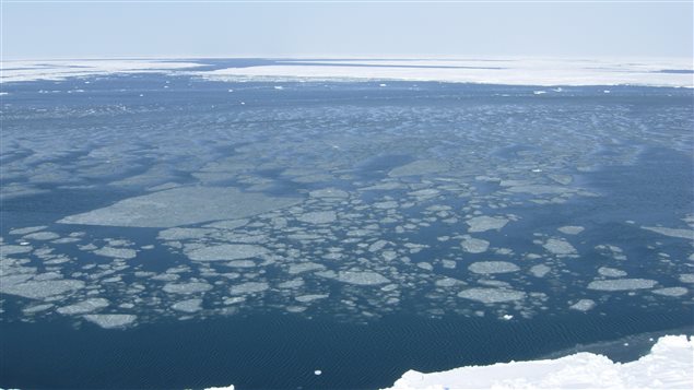 Fragmented sea ice and open water in southern Beaufort Sea, near Herschel Island, Yukon Territory, May 6, 2007.: a long and difficult swim should a bear decide to cross.