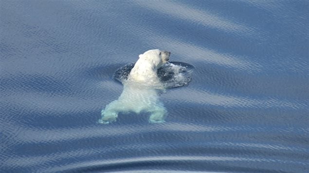 Polar bear swimming in the Beaufort Sea, near Tuktoyaktuk, NWT, Canada April 27, 2009. The bears can swim for long distances, but prefer not to as it uses up vital energy resources.