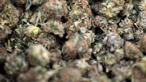 参加派对可以送点大麻作为给主人的礼物