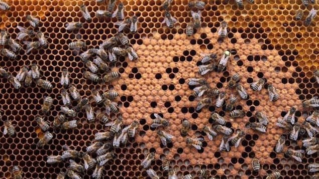 Professor Mark Winston says humans can learn a lot from bees, vital to crop pollination and our survival, and creating better conditioins for bees will only result in better conditions for the environment and humanity