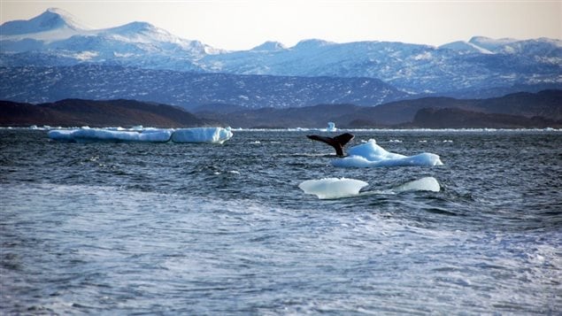  A whale dives into sea off the coast of Greenland’s capital Nuuk October 17, 2012. Alistair Scrutton/REUTERS