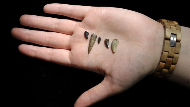 A study of ancient teeth suggests that bird-like dinosaurs died out, while those with beaks instead survived because they could eat nuts and seeds.