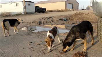 Strays and roaming dogs in the north are getting more help. We see three dogs (or perhaps German Shepherd and Beagle stock) sniffing and pawing some muddy ground in front of two generic pre-fab buildings.