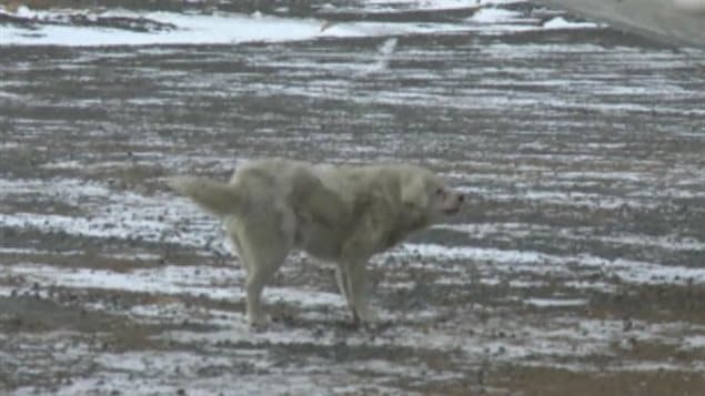A lonely stray in Canada's North--a stranger in a strange land. We see a greyish mid-sized dog looking sadly and a melting grey environment..