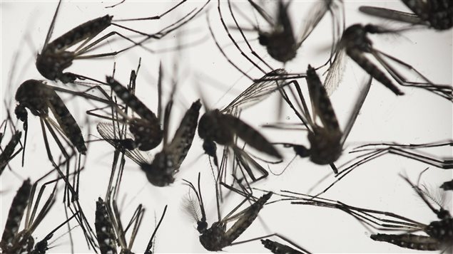 While the Aedes aegypti mosquitoes which transmit Zika are not found in Canada,  Canadians must take precautions when travelling and upon their return from countries where they are endemic, warn health officials.