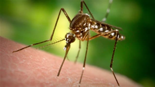 Anopheles mosquito-a well-known species carrier of the malaria parasite. Malaria persists through an unbroken chain of infection between human and mosquito hosts