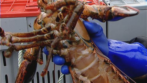 Le homard est le produit de la pêche dont la valeur d’exportation est la plus élevée au Canada. La majorité du homard pêché au Québec part pour les États-Unis.