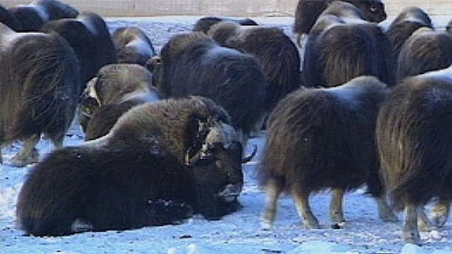 A type of bacteria (erysipelothrix rhusiopathiae) usually found in pigs and poultry was discovered for the first time in muskox in 201o on Victoria Island ant then on Banks Island, It is since believed it is responsible for some of the mortality in the populations in the Arctic.