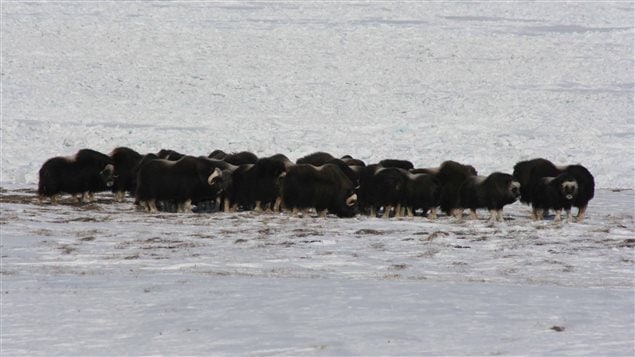 2008 Muskox on Herchel Island in the Canadian high Arctic