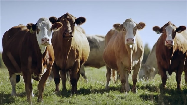 Image tirée de la nouvelle campagne de publicité des producteurs canadiens de bœuf 