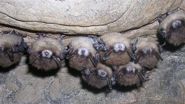 Fungus showing on muzzles of infected bats. Literally millions of bats have died  in eastern North America from white nose syndrome (WNS)