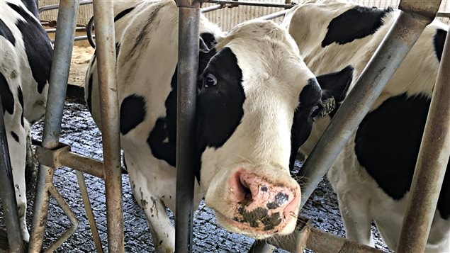 Une vache.
