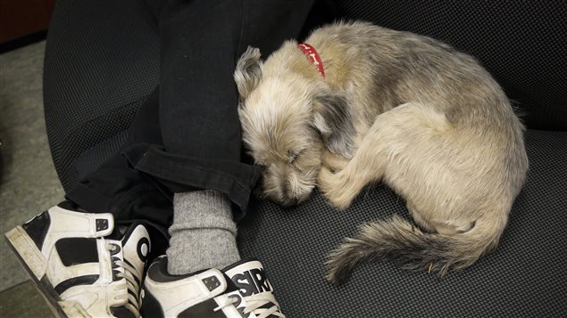 Ce chien dort à côté de son maître, après avoir été évacué de Fort Mc Murray, mais tous n'ont pas eu cette chance. Ce chien dort à côté de son maître, après avoir été évacué de Fort Mc Murray, mais tous n'ont pas eu cette chance.