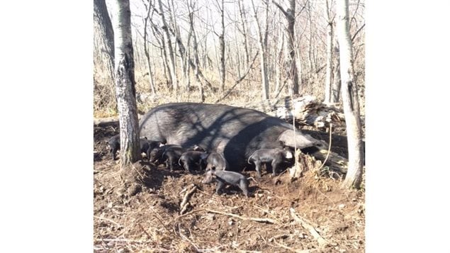 One of their sows with a new litter of piglets. the Ruzickas want their animals to experience as *natural* life as possible and eat natural foods.