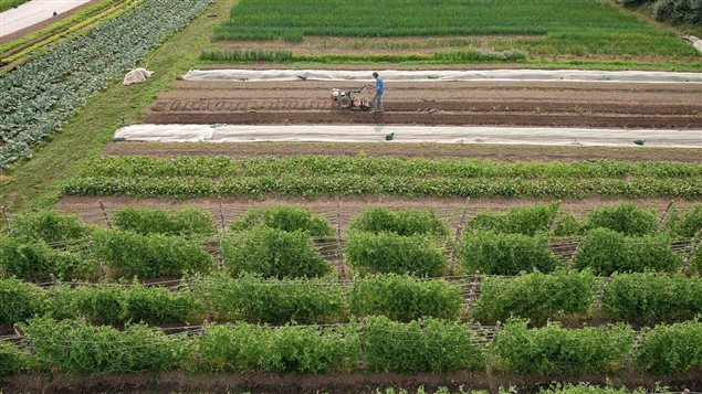 Journée mondiale de l’agriculture  quel rendement pour le Canada