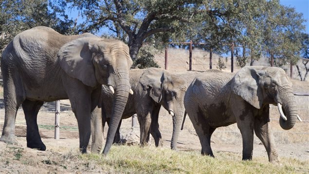 More and more circus and zoo animals are being sent to wide-open spaces. Here we see three female African elephants, whose former residence was the Toronto Zoo, spending their first day at the Performing Animal Welfare Society's ARK 2000 sanctuary in San Andreas, California in 2013. We see three grey elephants (large ones on either side of a smaller one in the middle) looking peaceful as they walk on grass with trees rising in the background.