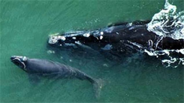 north atlantic right whale baby