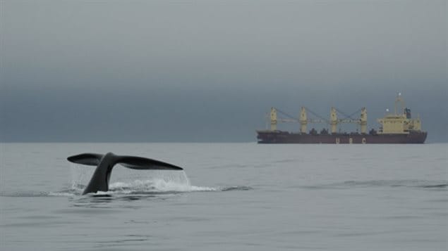 The *Whale Alert* app was original to warn commercial ships of the presence of whales, but is now tweaked to allow all sighting to be registered to help scientists track the huge mammals