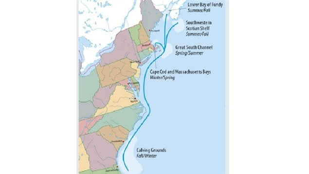 Map shows typical seasonal migration route of North Atlantic right whales