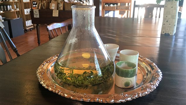 Le thé vert canadien de Teafarm Le thé vert canadien de Teafarm