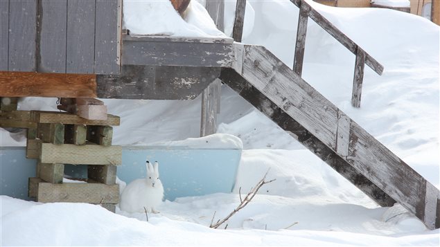 أرنب قطبي في بيك ليك في إقليم نونافوت