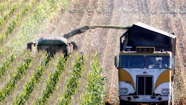 The most common GE/GM crops are corn, soybean, cotton, and canola