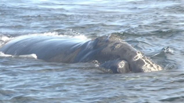 Five or six right whales were spotted off the north coast of Cape Breton N.S. in 2014