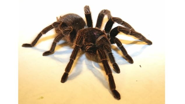 Une araignée Phormictopus Cancerides, de la famille des mygales, se retrouve en République dominicaine.