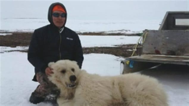 Aboriginal hunter Didji Ishalook shot this cross between a polar and grizzly bear near his house in northern Canada last week.