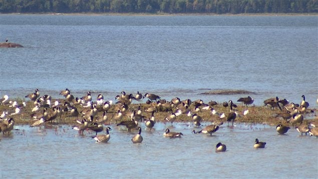Canards Illimités Canada souligne que la préservation des milieux humides est bénéfique non seulement pour les oiseaux, mais aussi pour les autres espèces fauniques, pour les humains et pour l’environnement d’une façon générale : elle permet entre autres de purifier l’air, l’eau, de lutter contre les inondations.
