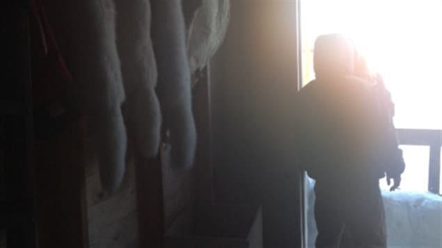 جلود ثعالب قطبيّة في منزل صيّاد في بيكر ليك في إقليم نونافوت في الشمال القطبي الكندي