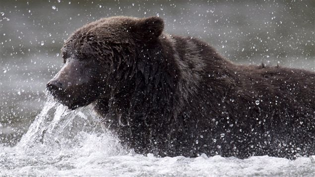 A grizzly would rather hunt salmon than eat you but in a pinch…