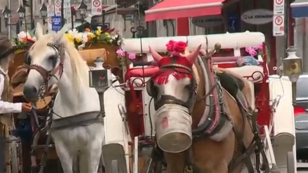 Los tradicionales coches no estarán presentes este año para transportar turistas en el viejo Montreal.  
