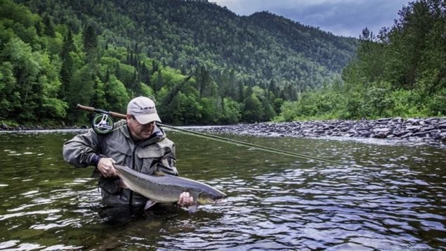 Environmentalists fear that eventually the GM fish will escape somehow, and threaten the future of wild Atlantic salmon. In addition to environmental councerns, though deemed safe for human consumption, many remain skeptical of unknown long term health concerns with GM foods