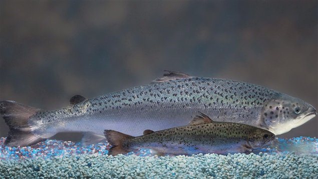 The GM salmon grow much faster than natural Atlantic salmon as hown here at equal ages.