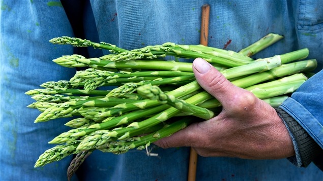 Une botte d'asperges Une botte d'asperges