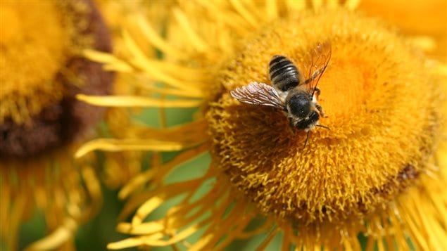 The United Nations has warned of a steep decline of bees and other insects that pollinate the plants we use for food.