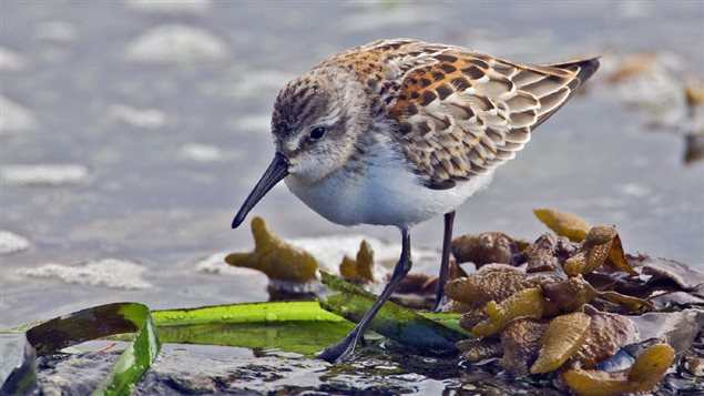 Western Sandpiper, Cattle Point, Uplands, Near Victoria, British Columbia 2007  The western sandpiper and red knot have both seen their number declineby up to 90 per cent, making future survival doubtful