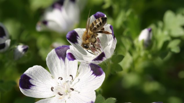 Weidenhammer counsels gardeners to choose plants that provide food for bees throughout the growing season.