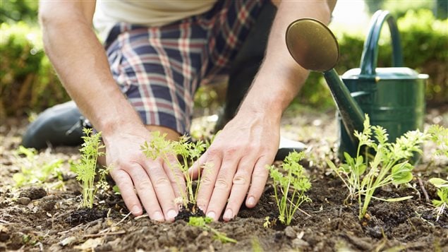 Un homme fait des plantations dans son jardin. Un homme fait des plantations dans son jardin.