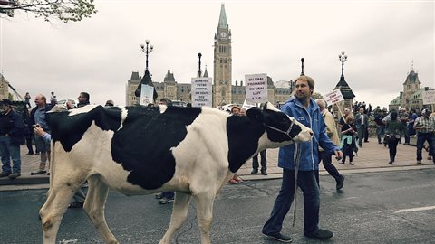 Un producteur laitier marche avec sa vache durant les manifestations contre le PTP à Ottawa, le 29 septembre 2015