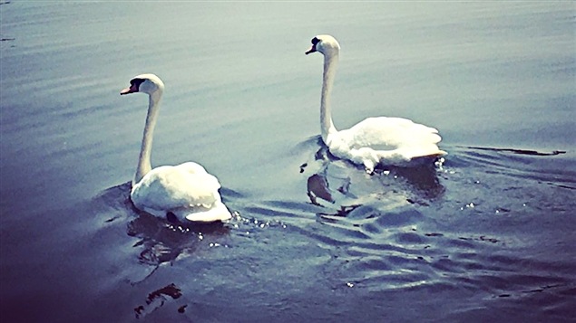 Les cygnes royaux sont de retour sur la rivière Rideau à Ottawa, pour une 47e année. Les cygnes royaux sont de retour sur la rivière Rideau à Ottawa, pour une 47e année.